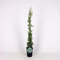 Hedera hel. 'White Ripple'