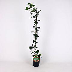 Hedera hel. 'Woerner'