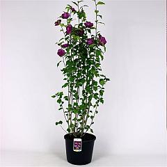 Hibiscus syr. 'Ardens'