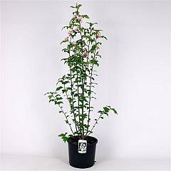 Hibiscus syr. 'Leopoldii'