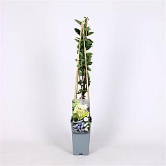 Lonicera caerulea kamtschatica