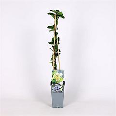 Lonicera caerulea 'Sinoglaska'