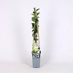 Lonicera caerulea 'Wojtek'