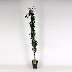 Lonicera henryi 'Copper Beauty'