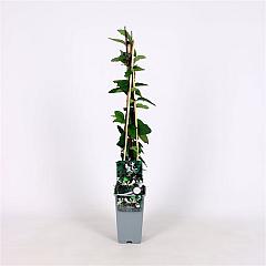 Lonicera jap. 'Red World'