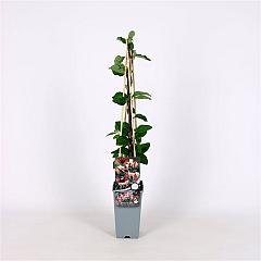 Lonicera periclymenum