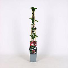 Lonicera per. 'Serotina'