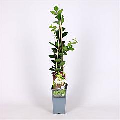 Lonicera purpusii 'Winter Beauty'