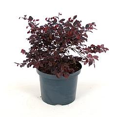 Loropetalum chinense rubrum