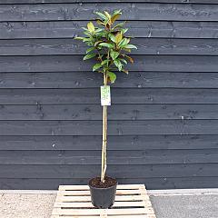 Magnolia grandiflora