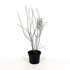 Magnolia 'George Henry Kern'