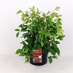 Nandina domestica 'Firepower'