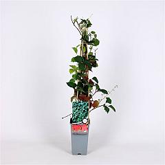 Parthenocissus tr. 'Veitch.Robusta'