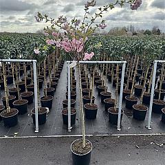 Prunus 'Accolade'