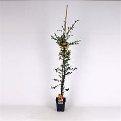 Pyracantha 'Soleil d'Or'
