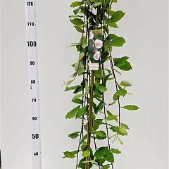 Salix caprea 'Kilmarnock'