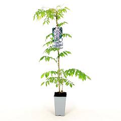 Wisteria flor. 'Domino'