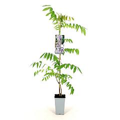 Wisteria flor. 'Eranthema'