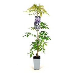 Wisteria flor. 'Issai-naga'