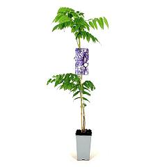 Wisteria flor. 'Multijuga'