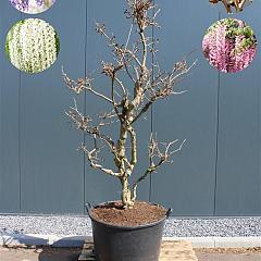 Wisteria flor. 'Rosea'