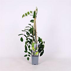 Wisteria macrostachya 'Blue Moon'