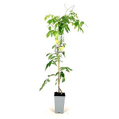 Wisteria macrostachya 'Blue Moon'