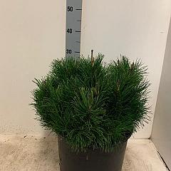 Pinus mugo pumilio