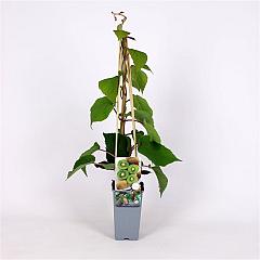 Actinidia deliciosa 'Boskoop'