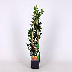 Ribes u.-c. Hinnonmäki Röd