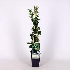 Ribes u.-c. 'Hinnonmäki Vit'