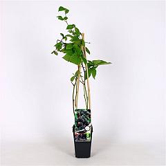 Rubus frut. 'Chester Thornless'