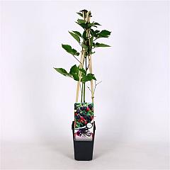 Rubus frut. 'Navaho'