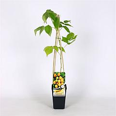 Rubus idaeus 'Fallgold'