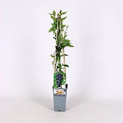 Vaccinium cor. 'Jersey'