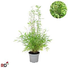 Fargesia nitida 'Gansu 95/2'