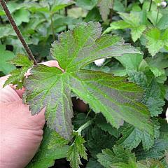 Anemone tom. 'Robustissima'