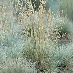 Festuca glauca 'Elijah Blue'