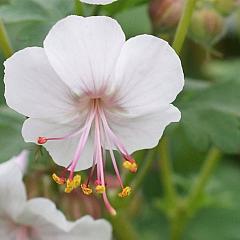 Geranium cantabrig. 'Biokovo'