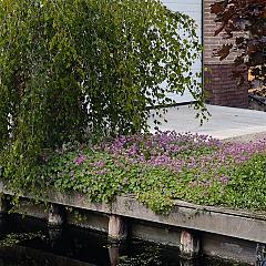 Geranium cantabrig. 'Karmina'