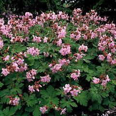 Geranium macr. 'Ingwersen's Var.'