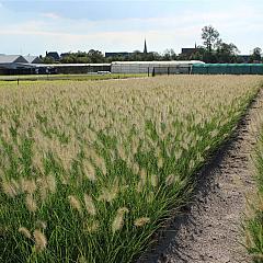 Pennisetum al. 'Hameln'