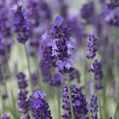 Lavandula ang. 'Hidcote'