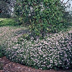 Aster ageratoides 'Asran'