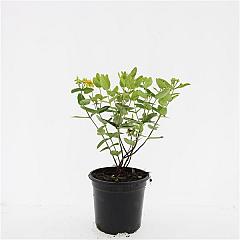Hypericum 'Magical Yellow/Gold'