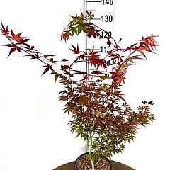 Acer pal. 'Atropurpureum'