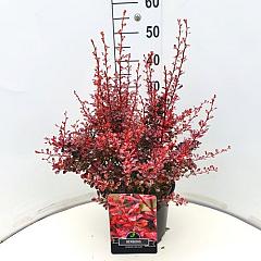 Berberis thunb. 'Rose Glow'