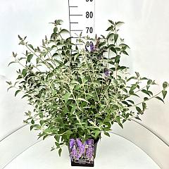 Buddleja 'Lochinch'