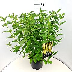 Cornus sericea 'Flaviramea'