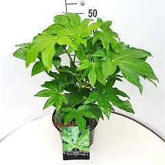 Fatsia japonica